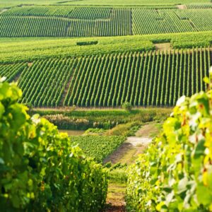 Pick A-Z Activities & Find Out When You'll Be Rich Quiz Vineyard tour
