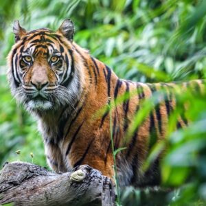 Foods Named After Animals Quiz Tiger