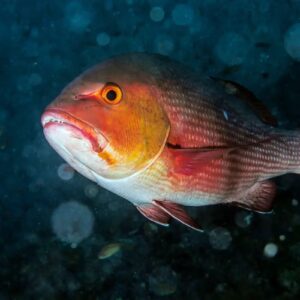 Impassable Mixed Knowledge Quiz - 24 Questions & Answers Snapper