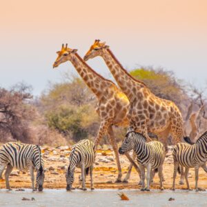 Pick Places You Want To Visit & I'll Guess How Many Cou… Quiz Namibia