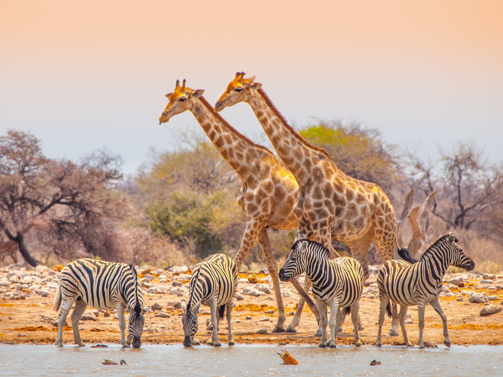 Biodiversity, habitat, giraffes and four zebras at waterhole in Etosha National Park, Namibia