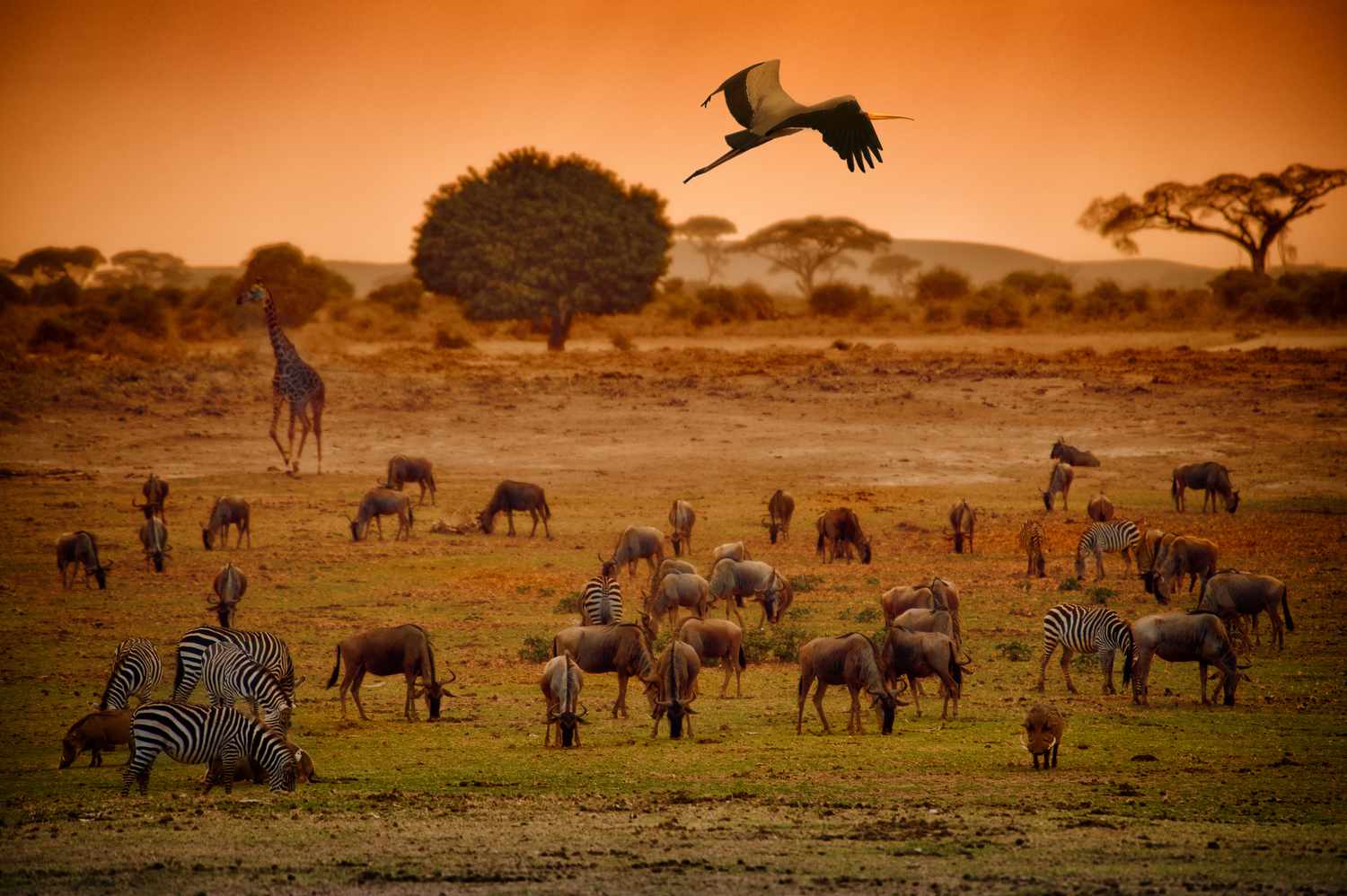 Are You A Desert, Forest, Mountain, Or Ocean? Quiz Animals wildlife biodiversity habitat