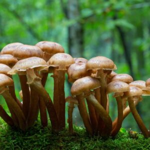 Earth Day Quiz A giant fungus network