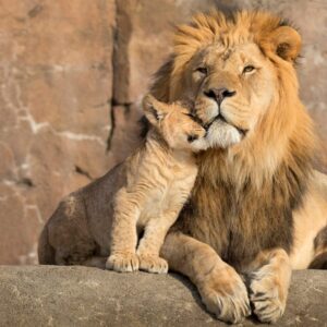 Earth Day Quiz Lion
