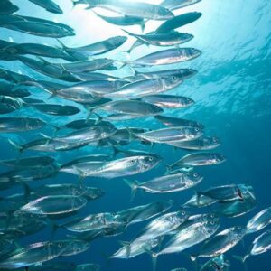 Earth Day Quiz Overfishing