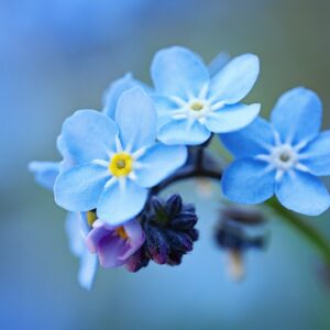 May Trivia Quiz Forget-me-not