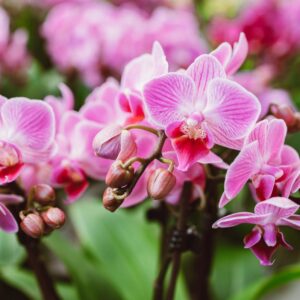 May Trivia Quiz Orchid