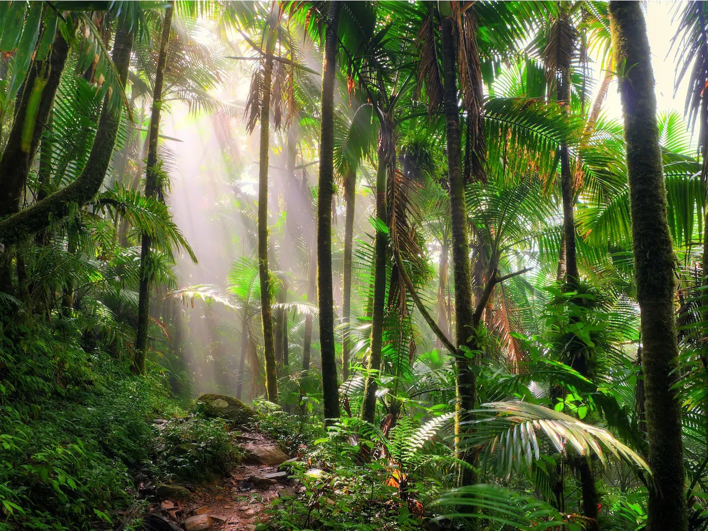 Tropical rainforest, El Yunque National Forest in Puerto Rico