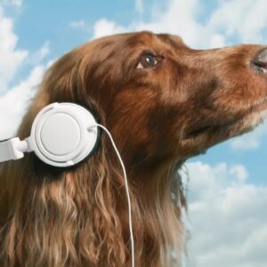 Are You A Black Cat Or A Golden Retriever? Quiz Country