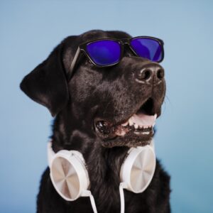 Are You A Black Cat Or A Golden Retriever? Quiz Rock