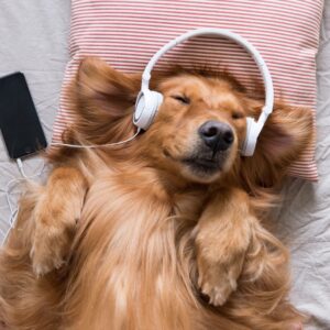 Are You A Black Cat Or A Golden Retriever? Quiz Jazz