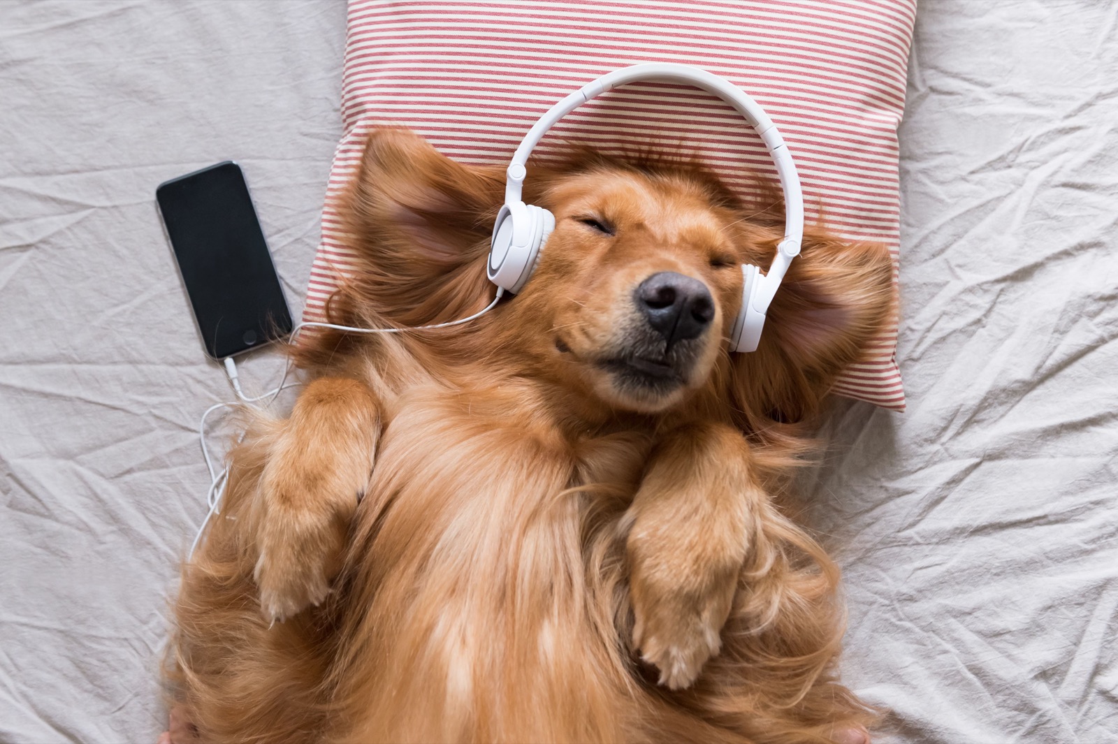 Soothing music for pet dog