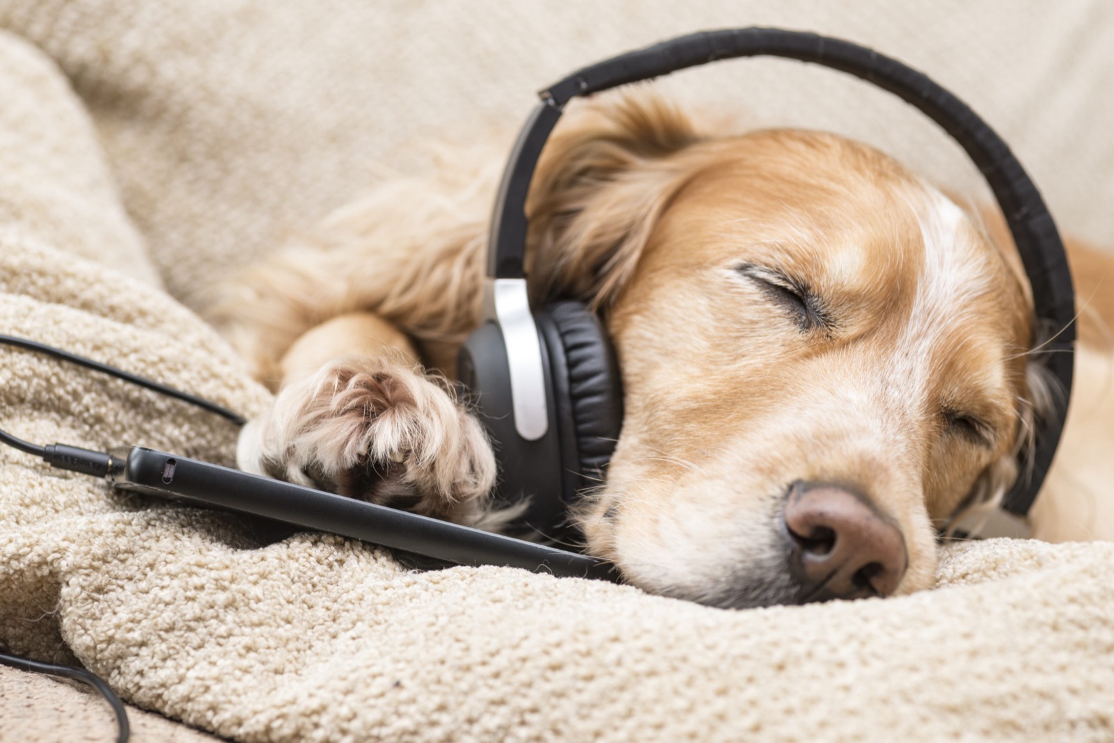 Soothing music for pets