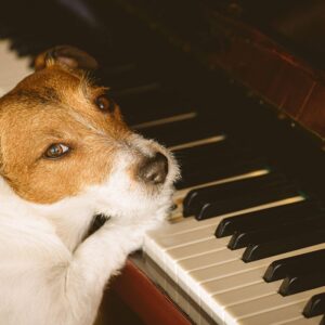 Are You A Black Cat Or A Golden Retriever? Quiz Classical