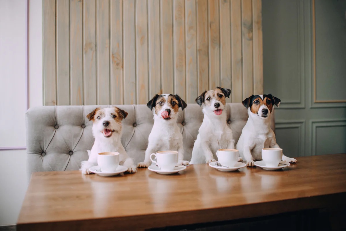 Dogs and coffee