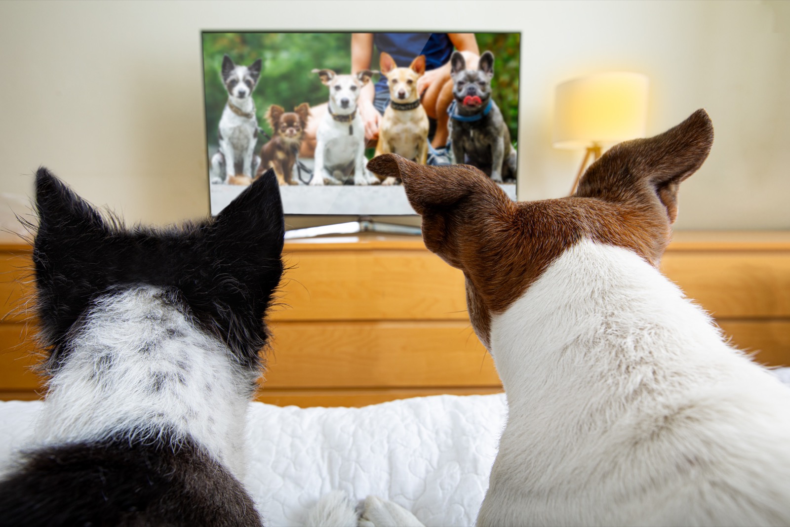 Are You A Black Cat Or Golden Retriever? Quiz Dogs watching TV