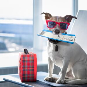 Are You A Black Cat Or A Golden Retriever? Quiz Travel blogger