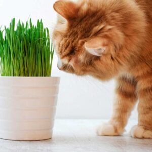 Are You A Black Cat Or A Golden Retriever? Quiz Gardening