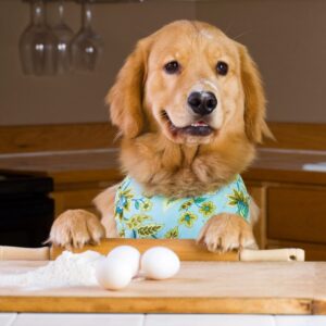 Are You A Black Cat Or A Golden Retriever? Quiz Cooking