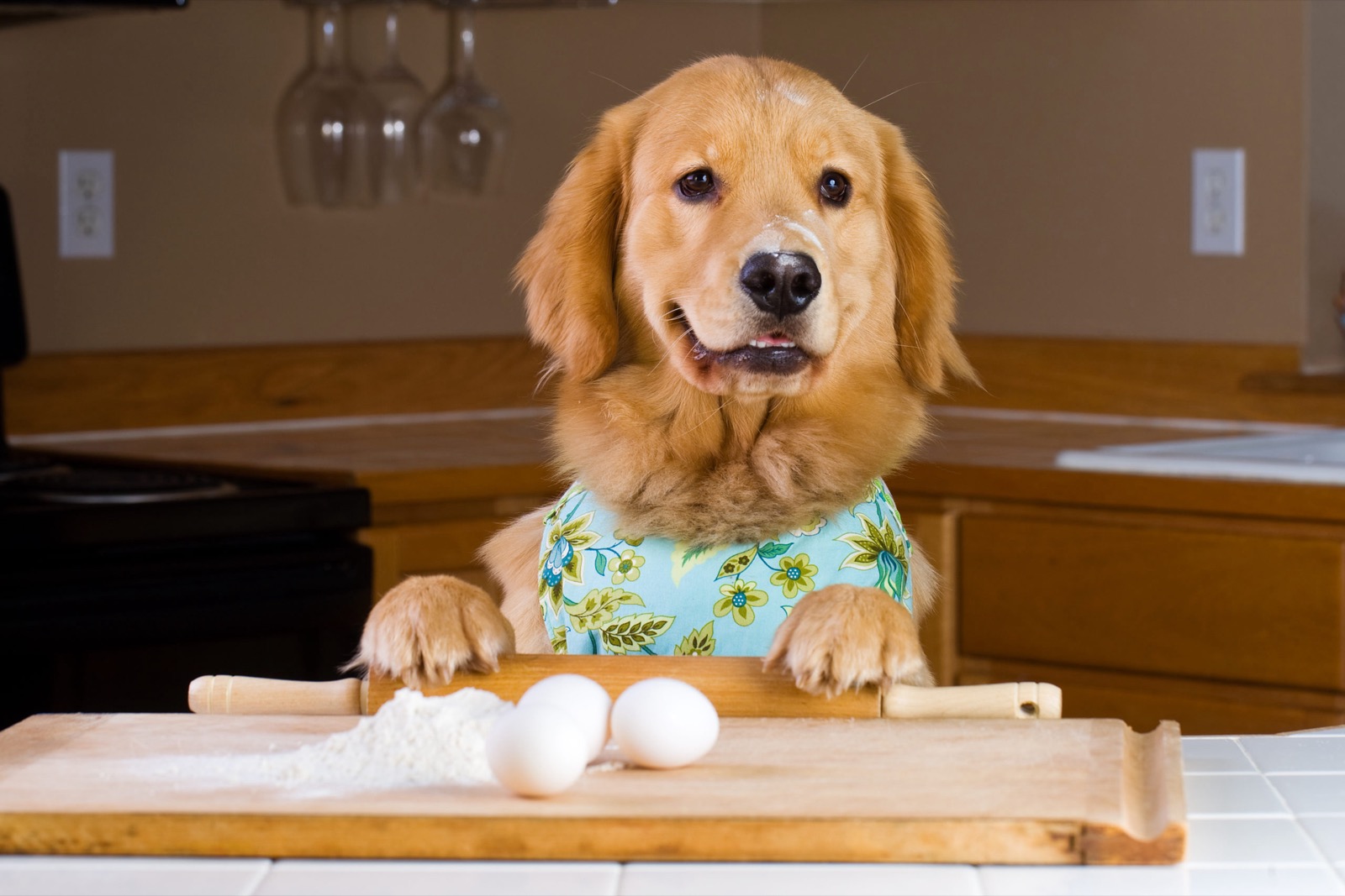 Are You A Pizza, A Burger, Sushi, Or A Salad? Quiz Golden retriever dog baking cooking