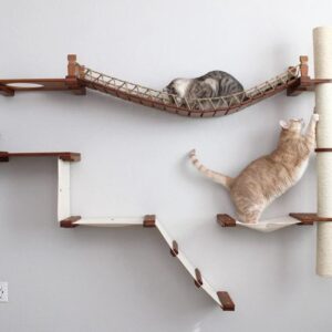 Are You A Black Cat Or A Golden Retriever? Quiz Gym session