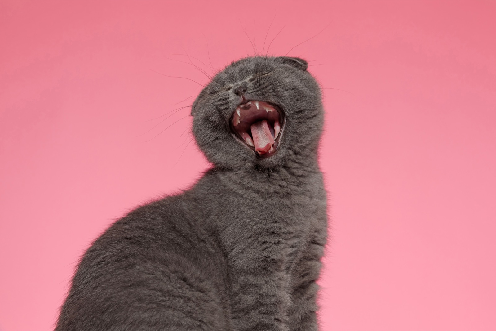 Are You A Black Cat Or Golden Retriever? Quiz Cat singing