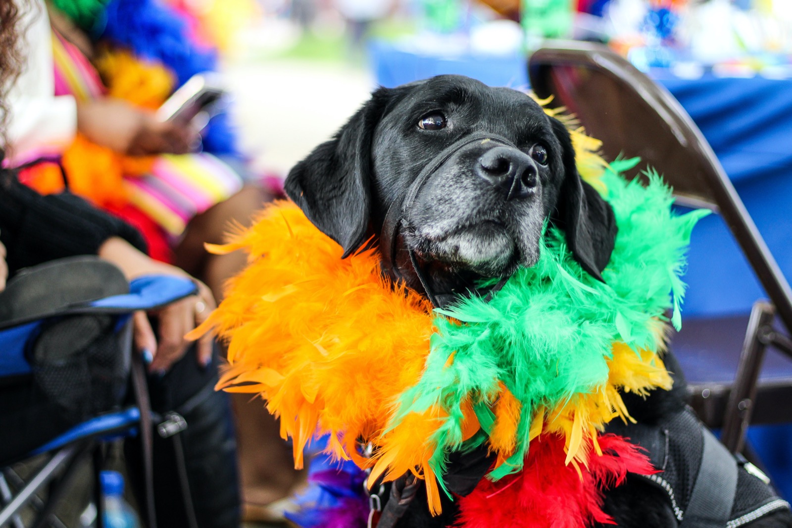 Are You A Black Cat Or Golden Retriever? Quiz Dog at music festival