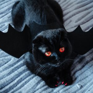 Which Moon Phase Are You? Quiz Cat