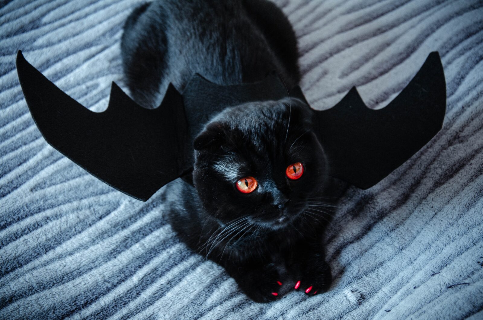 You got: Black Cat! Are You a Black Cat, Golden Retriever or Something Else? 🐕