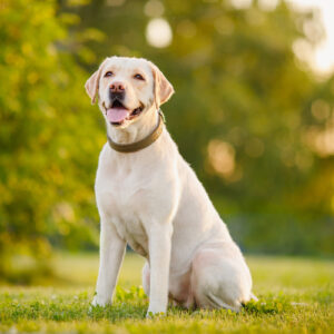Summer Idioms Quiz dog