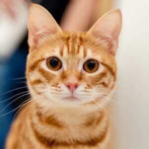 Summer Idioms Quiz cat