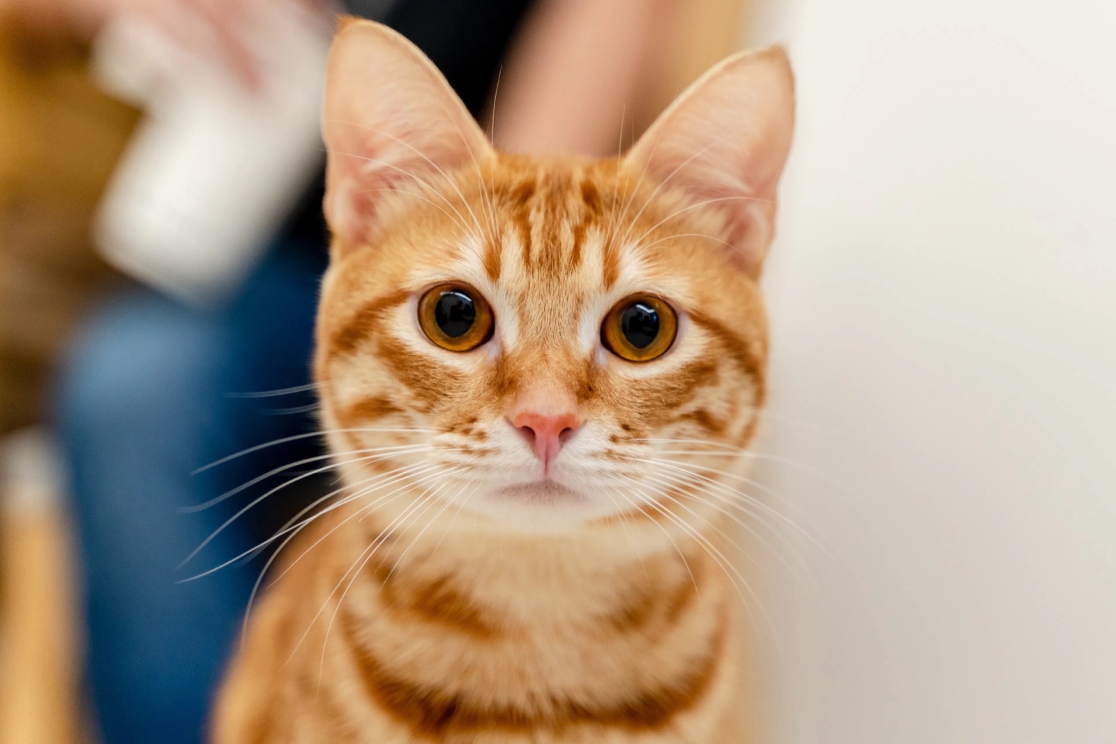 You got: Ginger Cat! Are You a Black Cat, Golden Retriever or Something Else? 🐕