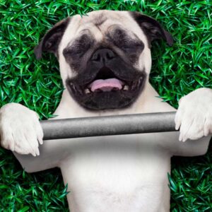 Are You A Black Cat Or A Golden Retriever? Quiz Fitness videos