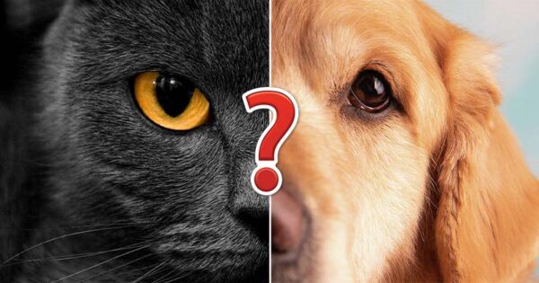 Are You A Black Cat Or Golden Retriever? Quiz