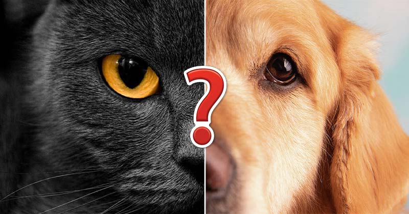 Are You A Black Cat Or Golden Retriever? Quiz