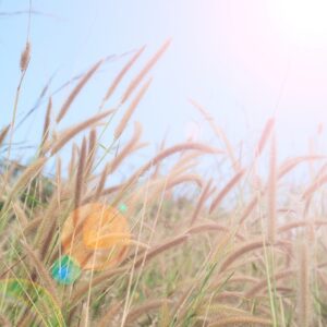 November Trivia Quiz Summer