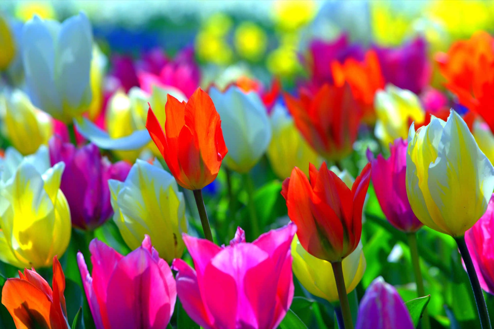Colorful spring flowers