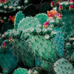 Cowboy, Fairy, Angel, Or Knight Quiz Cactus