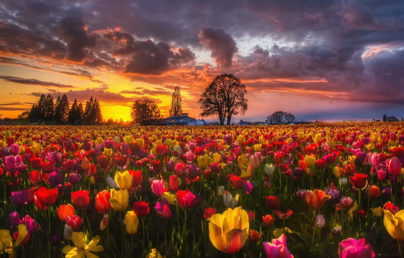 What Is Your Spring Color Palette? Quiz Spring evening