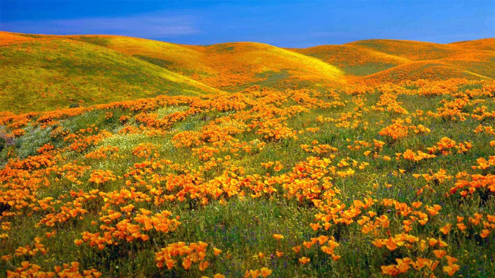 Spring Geography Quiz Antelope Valley California Poppy Reserve