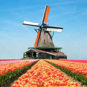 Thanksgiving Trivia Quiz Netherlands