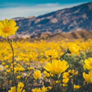 Spring Geography Quiz Death Valley