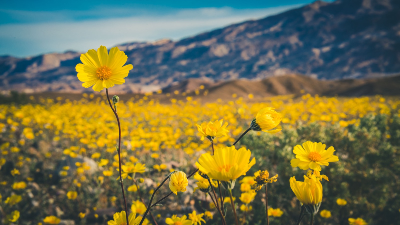 Are You A Desert, Forest, Mountain, Or Ocean? Quiz Death Valley National Park desert gold flowers bloom