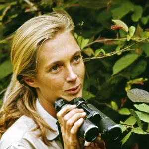 International Women's Day Quiz Jane Goodall