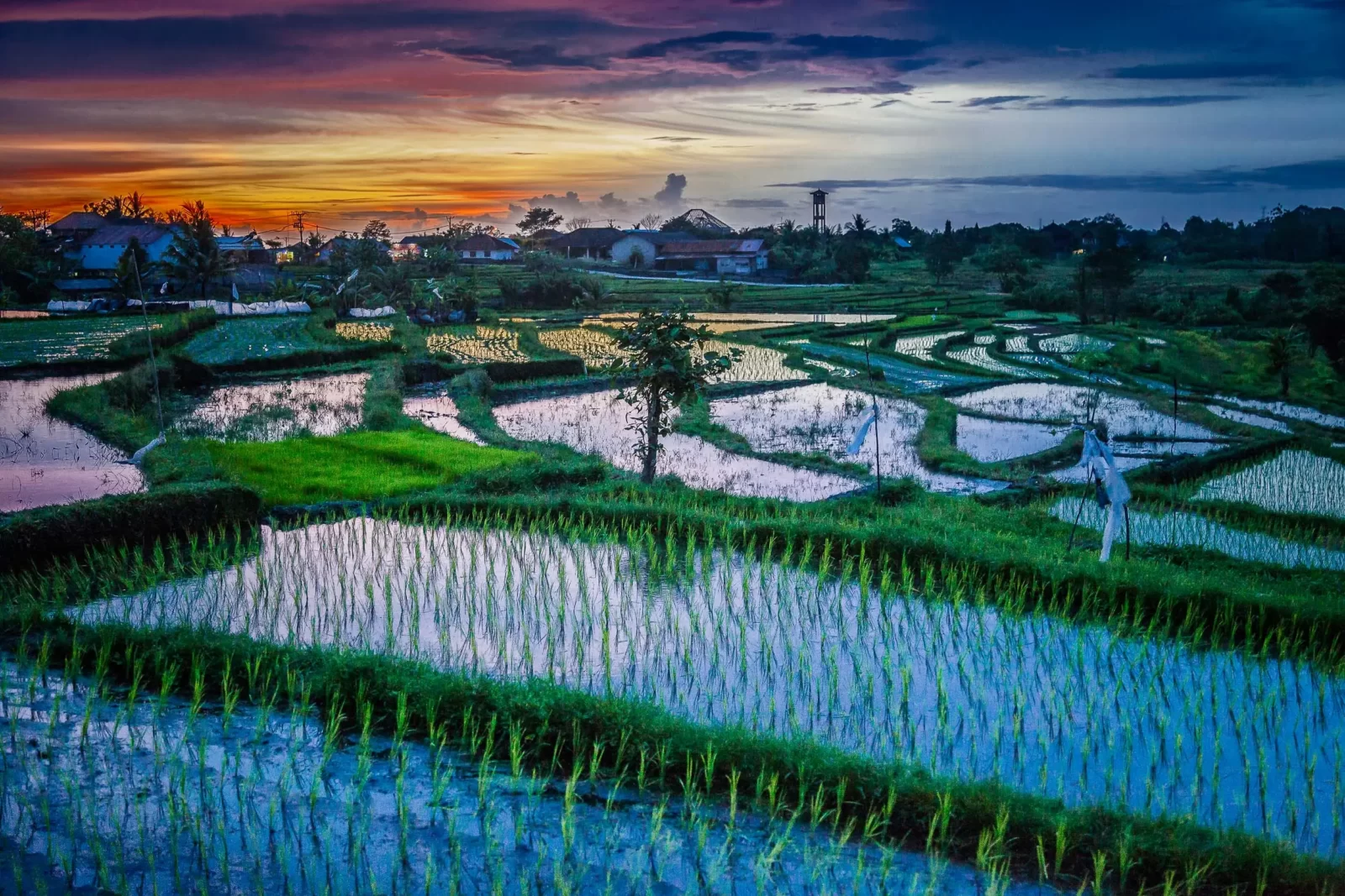Sunset over rice paddy fields in Bali, Indonesia