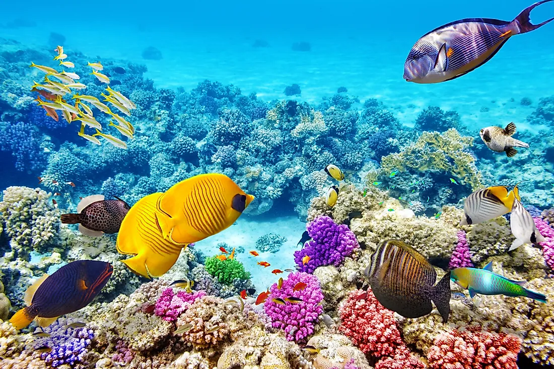 North American Countries Quiz Barrier reef corals
