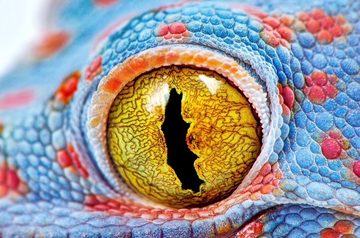 Reptile gecko eye