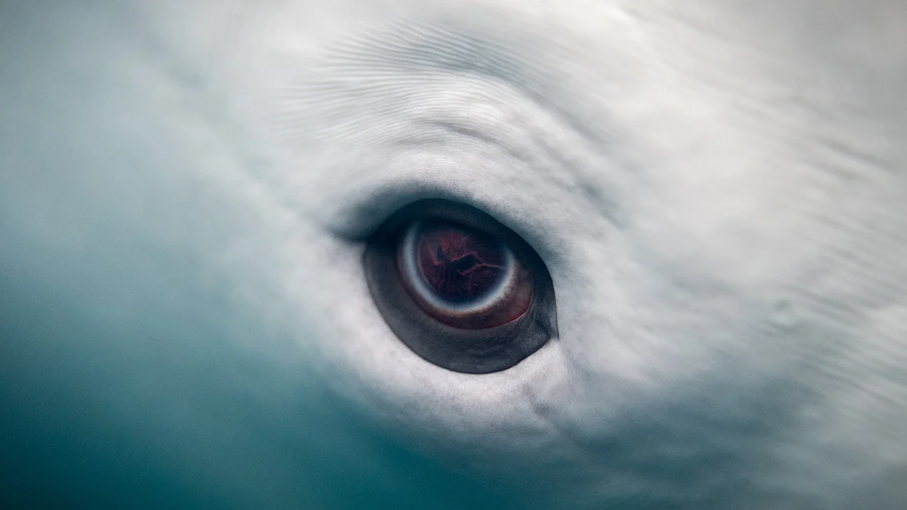 Beluga eye