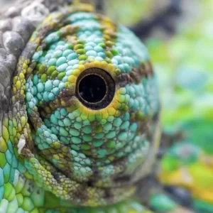 What Art Movement Are You? Quiz Chameleon