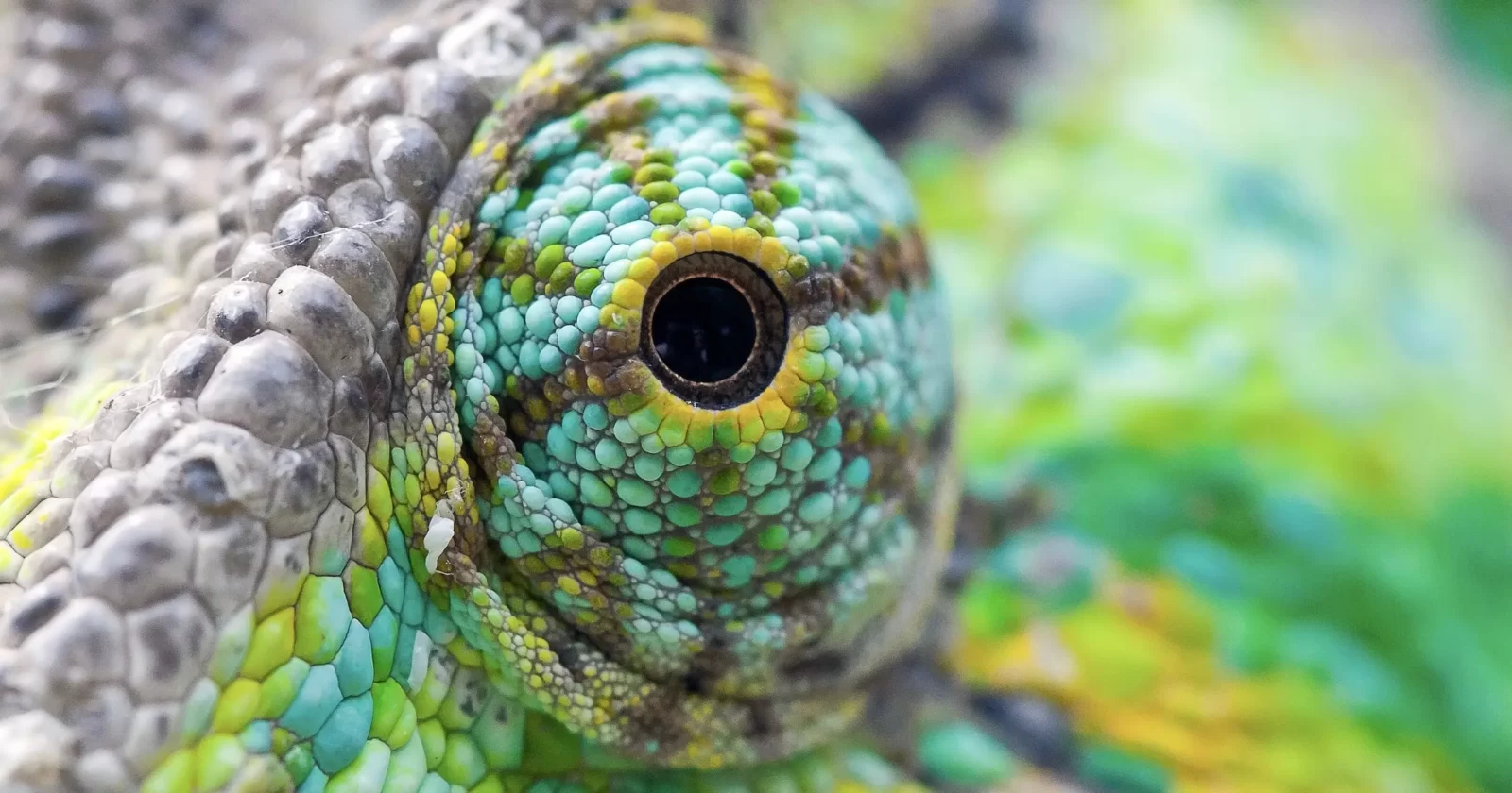 Guess The Animal Eyes Quiz Chameleon eye